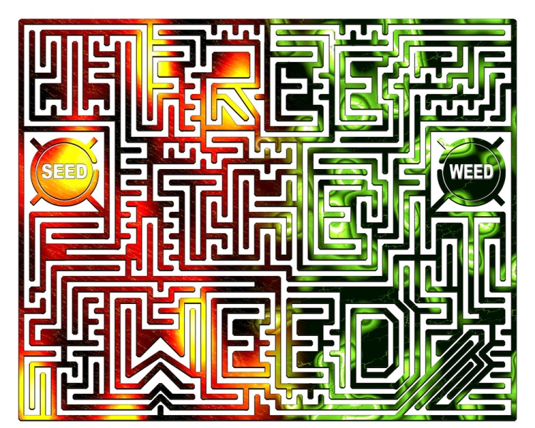 Free the weed 2003 Damien Soskin